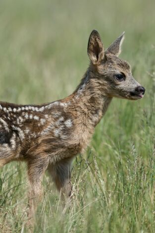 Tiernas y salvajes: adorables crías animales portada