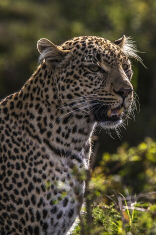 Toto, la leopardo de ojos jade portada