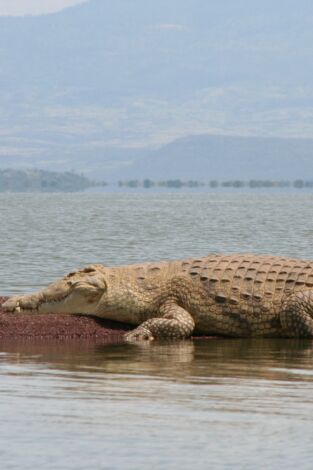 Un vaquero australiano: ¡Alerta cocodrilo! portada