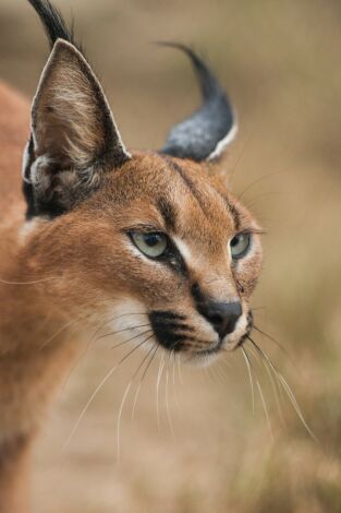 Wild Sudáfrica: Tierra de gigantes portada